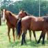 Mustangs in Mississippi